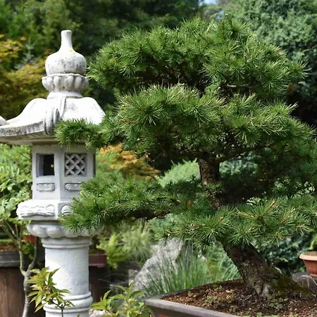 Ogrod Shinrin Yoku Vakantiehuis