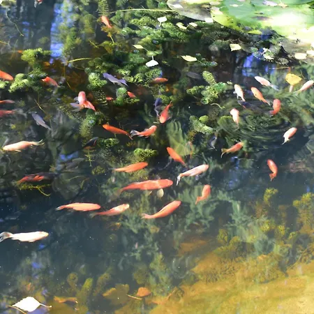 Ogrod Shinrin Yoku *